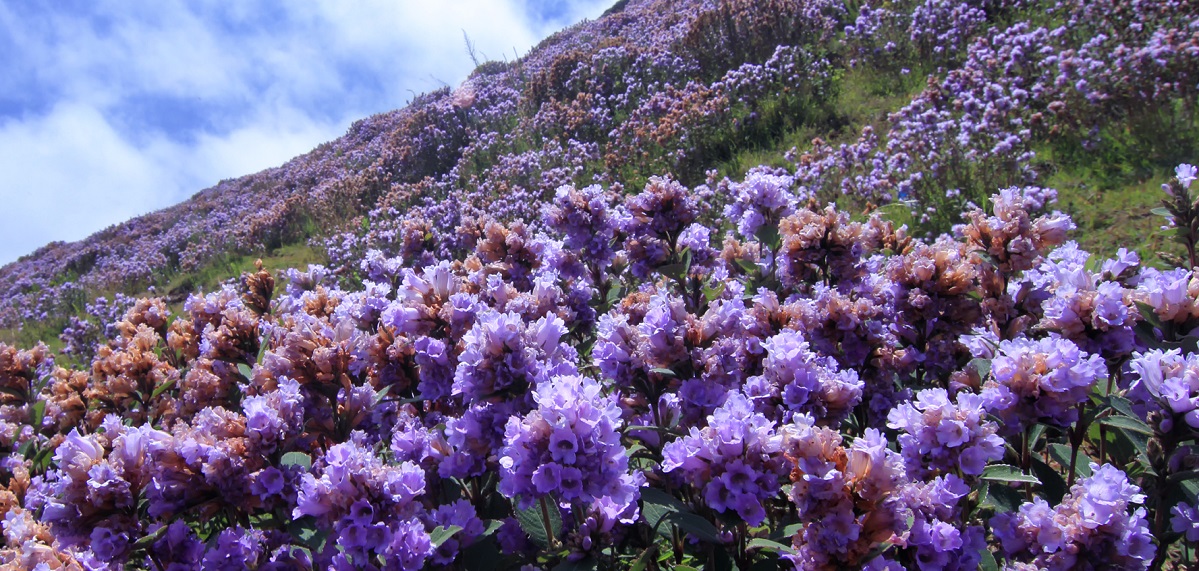 scenery1